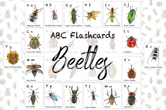 Beetles ABC Flashcards for K Branding